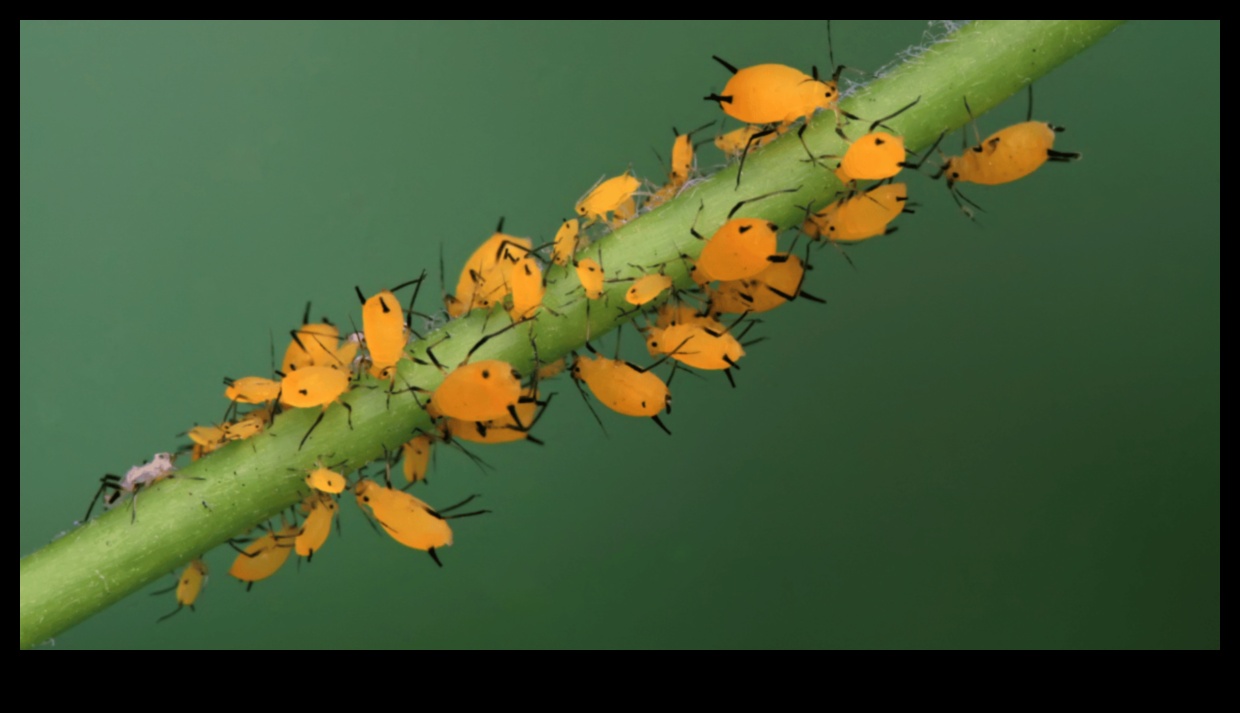 הירוקים במצור? שלטו באמנות הדברת מזיקים