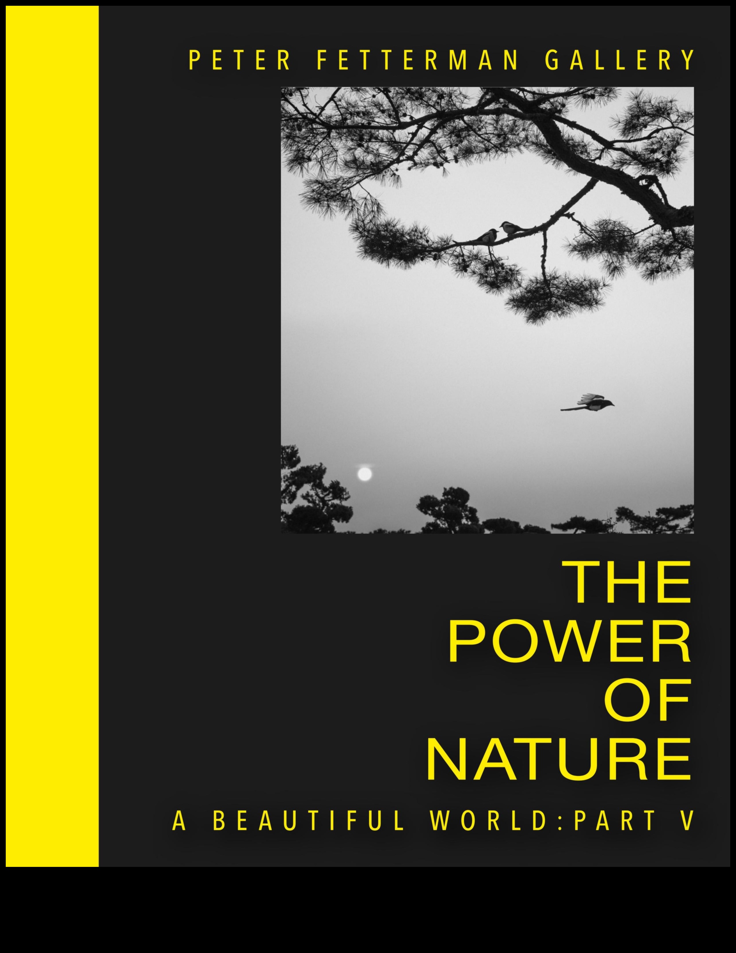 Eternal Vistas: נופים נצחיים בצילום