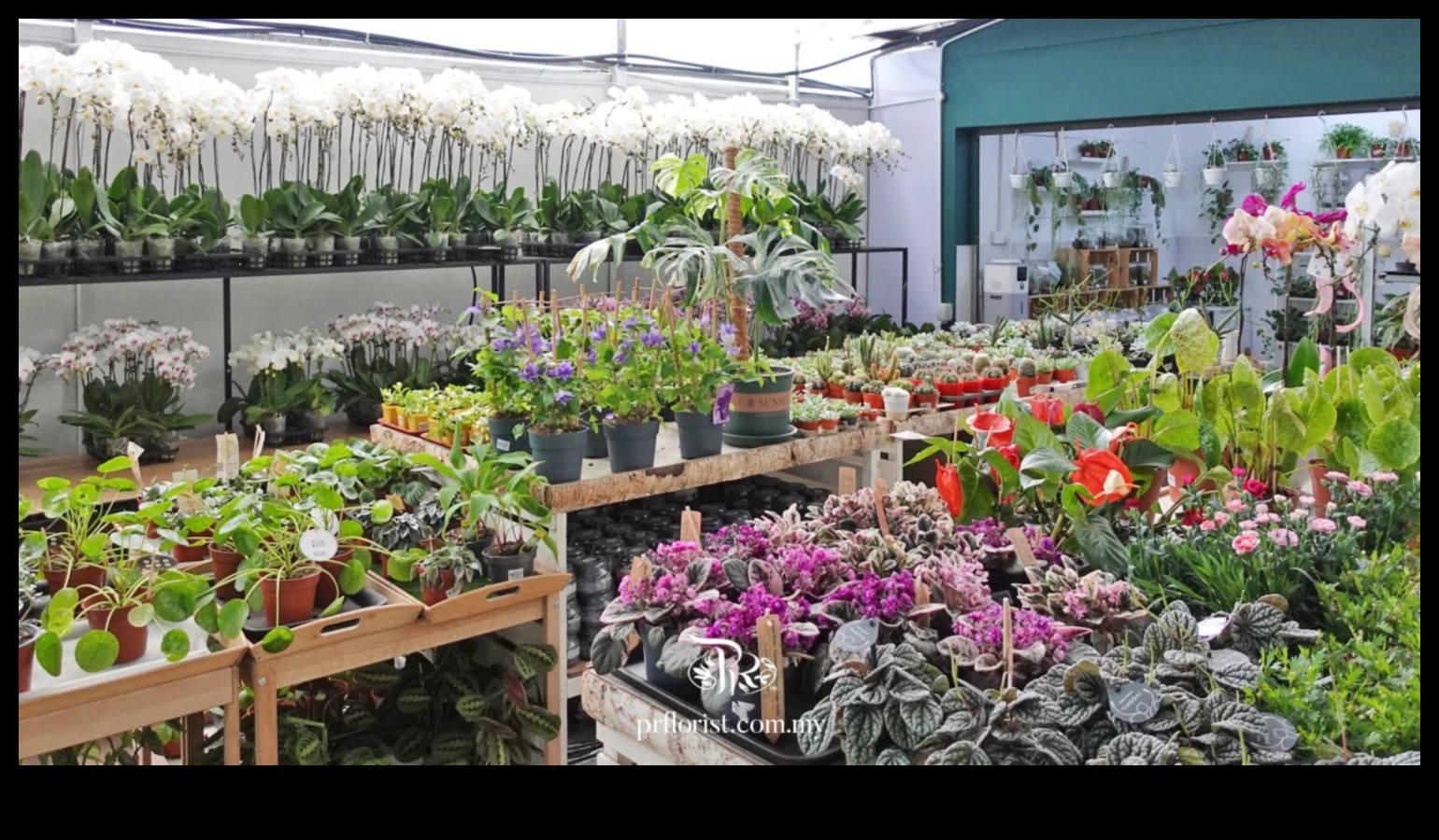 חדשנים מתחילים: לפרוח בעולם סדנאות הגן