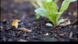 הגנת עדן: אסטרטגיות לגן נקי ממזיקים