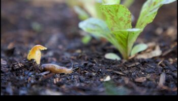 הגנת עדן: אסטרטגיות לגן נקי ממזיקים