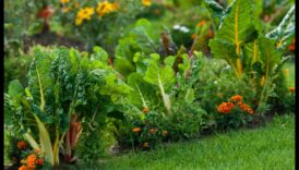 מלווי פרחים: טיפוח גנים משגשגים עם זיווג