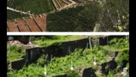 מדוע טרסות חקלאיות חשובות לניהול נופים הרריים?