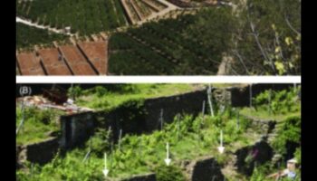 מדוע טרסות חקלאיות חשובות לניהול נופים הרריים?