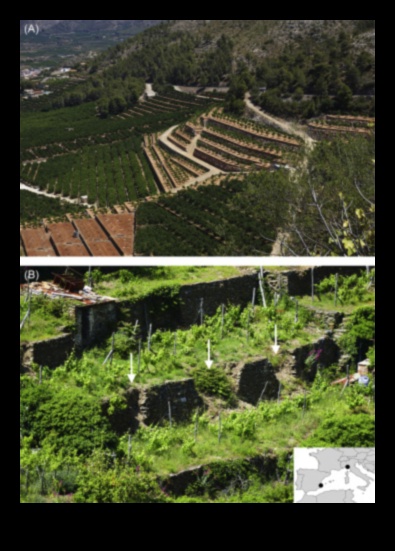 מדוע טרסות חקלאיות חשובות לניהול נופים הרריים?