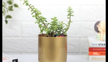 עציץ זהב: טיפים לגינון מיכל להצלחה פורחת